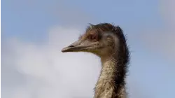 Secret Life of the Emu