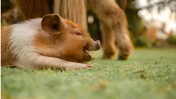 Baby Animals: Wombat, Hog, Eastern Quoll, Squirrel Monkey and Gosling