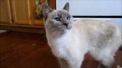 TPC That's My Pet | Cats