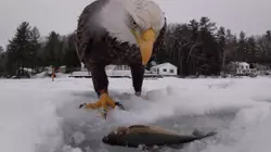 Catch of The Day