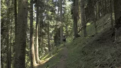 Stalked by Bigfoot and More