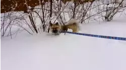 Snow Day