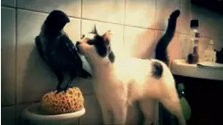 Wild Birds