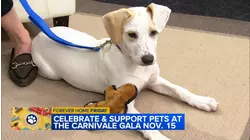Smidge the shelter pup steals hearts for ABC7's 'Forever Home Friday'
