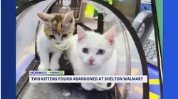 $5,000 reward offered after kittens abandoned in Shelton Walmart