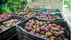 Why Mangosteen, The Viral TikTok Fruit, Is So Expensive