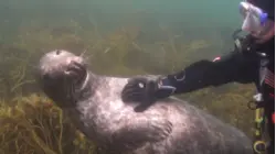 Current Events, Vol.2