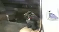 Funniest Pets & People