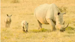 Baby White Rhino, and Moose