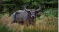 World of the Wild