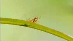 Insects As Super Adapters