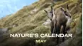 May (Nature's Calendar)