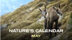 May