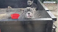 2 dogs abandoned in Monmouth County park rescued