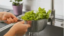 4 more states linked to lettuce tainted by cyclospora parasite