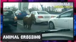 Animal Crossing
