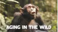 Aging in the Wild