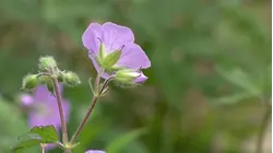 Hike the Vincent Blakely Forest Preserve in Litchfield