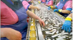 How The World's Longest-Running Sardine Cannery Packs 60 Million Cans A Year