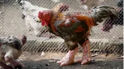 Why Dong Tao Chickens Are So Expensive