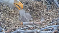 Bald eagles of California's Big Bear Lake welcome 2 eaglets over Easter weekend