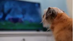 What is dog TV and how can it affect your pet?