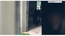 Bear spotted wandering through Goshen garage