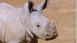 Endangered Species