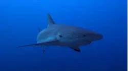 Man Attacked by Shark While Protecting Pregnant Fiancée