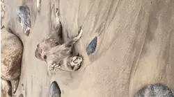 The Montauk Monster and More