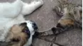 Animals Unscripted