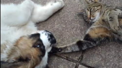 Funny Puppies