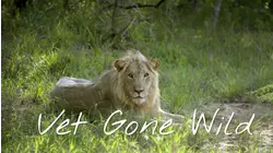 Into the Lion's Den