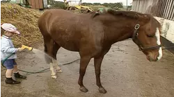 Emily Washing Pony