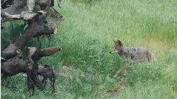 Drought linked to increased conflict between humans and wildlife in California: Study