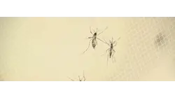 New York City sees first human West Nile case of the season