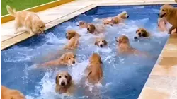Best Pets Of The Year...So Far: PART II (2020)