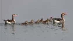 Nature Scenes Baby Animals: Goose, Opposum, Meerkat, Hummingbird