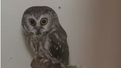Owl Be There