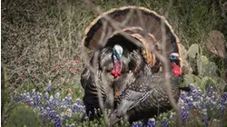 Browning's Turkey Hunter S2:E6 "Old Warrior"