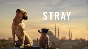 Stray