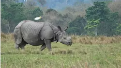 Elephant 911/North Bengal