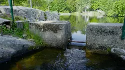 Alewives Eternal Return