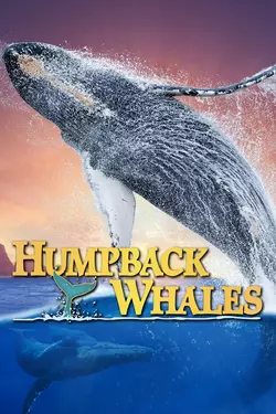 Humpback Whales