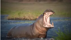 Fresh Waters