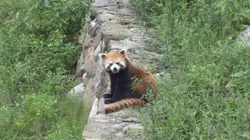 Wild AF
