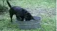 Funniest Pets & People