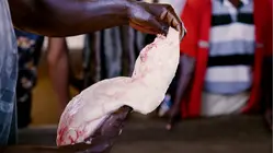 How Chinese Demand For Fish Maw (Swim Bladder) Fuels A $52 Million Industry In Uganda