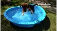 Best Pets of the Month