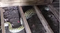 NJ Family Finds 8-Foot Python Living Under Their Backyard Shed